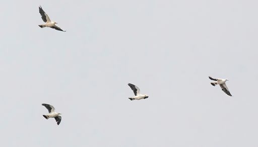A low angle shot of a flock of imperial pigeons flying under a cloudy sky outdoors