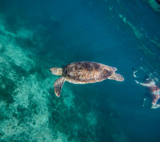 A turtle with a woman snorkeling in a short distance