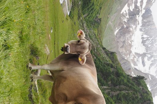A beautiful shot of a large cow pasturing in green hills