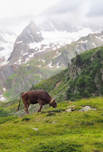 A beautiful shot of a large cow grazing in green hills