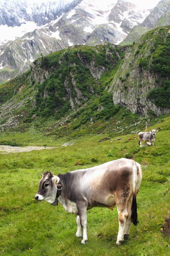 A beautiful shot of a large cow pasturing in green hills