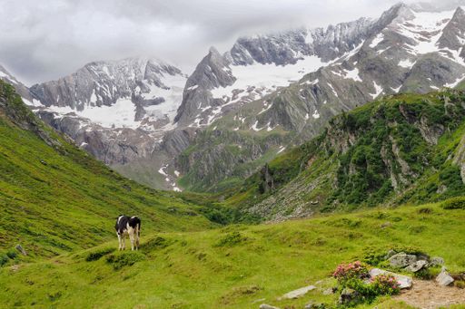 A beautiful shot of a cow standing in the green field in the mountains of South Tyrol in Northern Italy