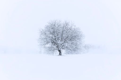 A tree covered in snow in a white field