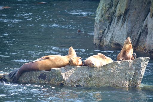 A closeup of seals on a rock in Alaska