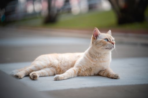 A cute cat resting on all four and casting its gaze at something far away