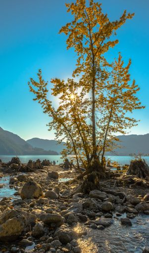 A vertical shot of Comox lake, BC, Canada