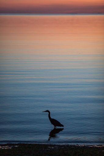 A vertical shot of the silhouette of a cormorant bird in the sea at sunset