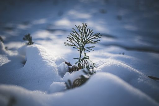 A closeup shot of a plant blossoming in the winter