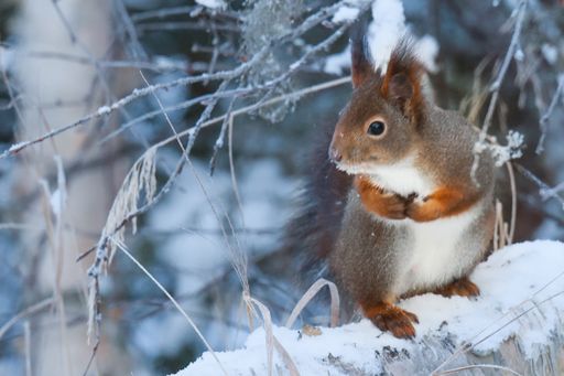 An adorable closeup shot a brown and ginger squirrel standing on a tree covered in snow during winter