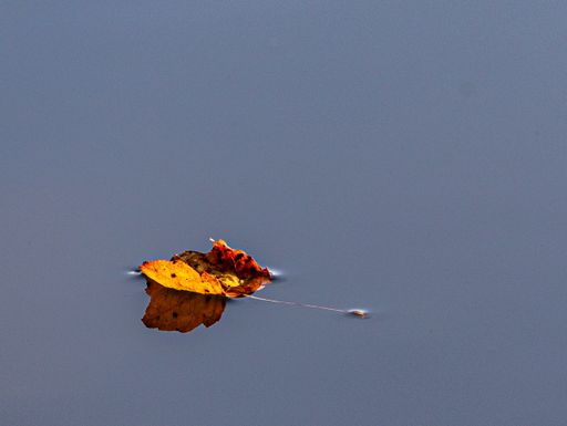 A view of a fallen autumn maple leaf floating on the water with its reflection on water surface