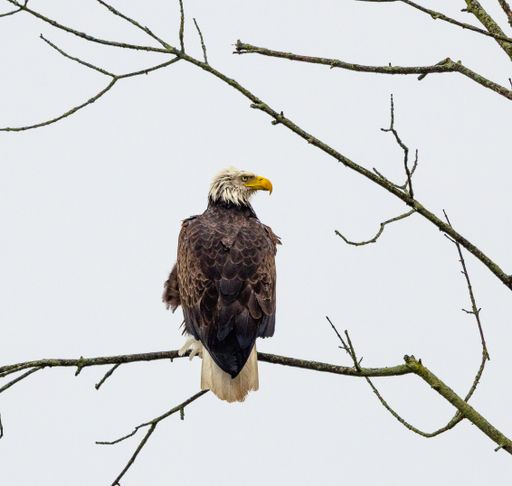 A back shot of a bald eagle perched on a tree branch against a cloudy sky