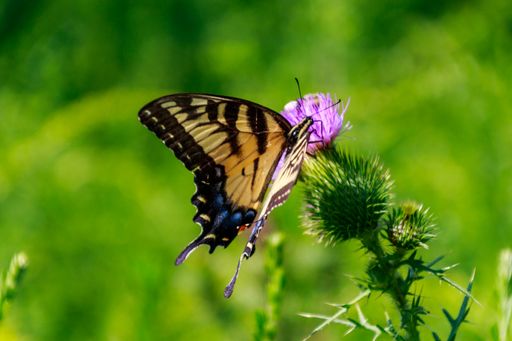 A shallow focus shot of an eastern tiger swallowtail butterfly collecting pollen from a thistle