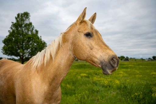 A closeup shot of a horse in the valley on a sunny day