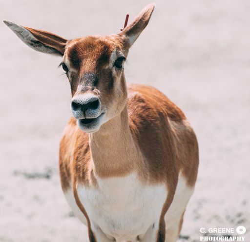 A closeup shot of a beautiful deer on a field