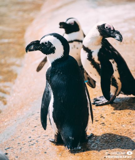 A vertical shot of three African penguins on a beach