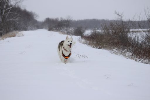 A beautiful shot of a white dog running in the snow in a forest
