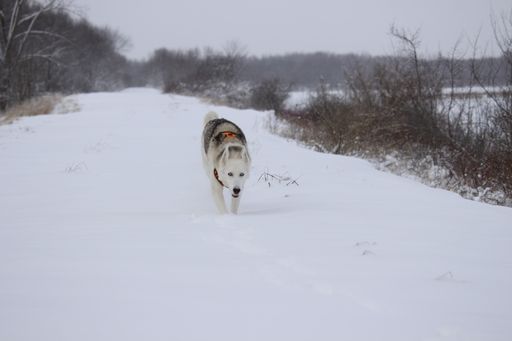 A beautiful shot of a white dog running in the snow in a forest