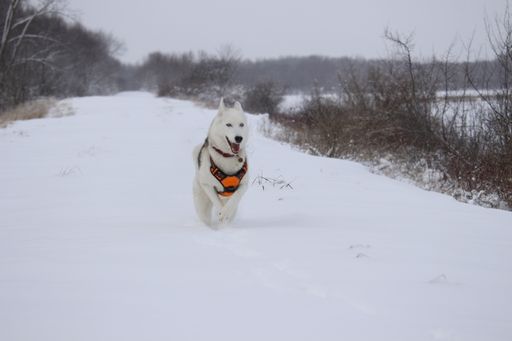 A beautiful shot of a white dog running in the snow in a forest