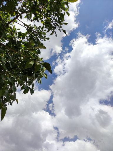 A vertical shot of fluffy clouds in a blue sky with tree branches