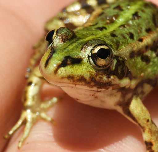 A high angle closeup shot of a toad in a person's hand - perfect for background