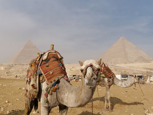 A photo of camels in the Egyptian desert near the Pyramids