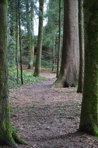A vertical shot of a forest with mossy trees
