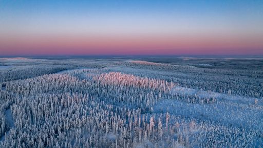 An aerial drone view of a snow-covered forest on a hill in the sunrise in Lapland