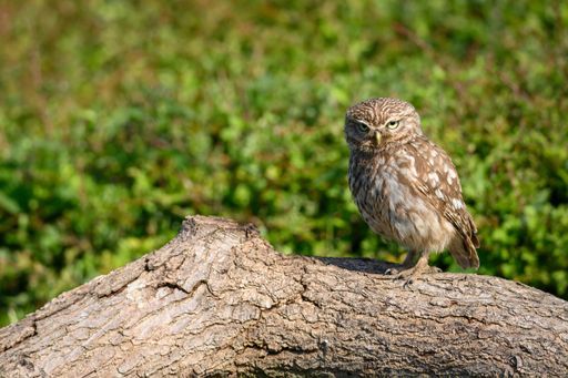 A closeup of a Little owl perched on wood in a field under the sunlight with a blurry background