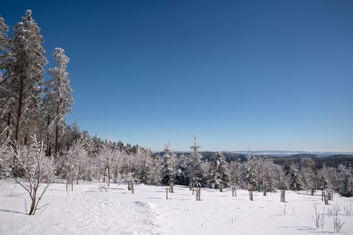 A closeup of a winter park in Germany