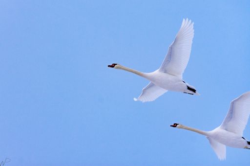 A low angle shot of two swans flying on a blue sky on a sunny day