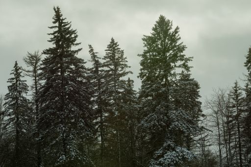 A vertical shot of trees covered with snow in the forest against a cloudy sky
