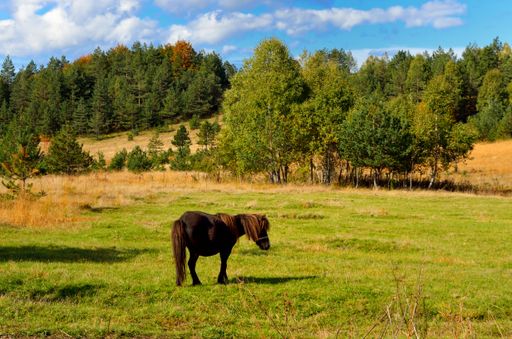 A small cute horse in the field surrounded by trees under a blue cloudy sky on a sunny day