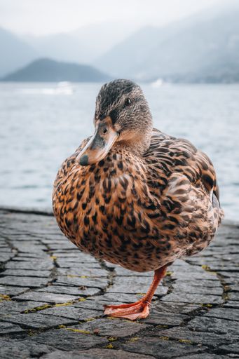 A vertical shot of a brown mallard duck on a lake shore