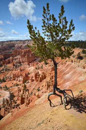 A vertical shot of the tree on the roots in the Bryce canyon national park, Utah