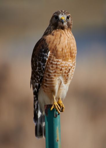 A vertical shot of a brown hawk perched on a green pole