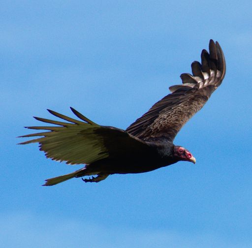 A closeup of a Turkey Vulture flying under the sunlight and a blue sky