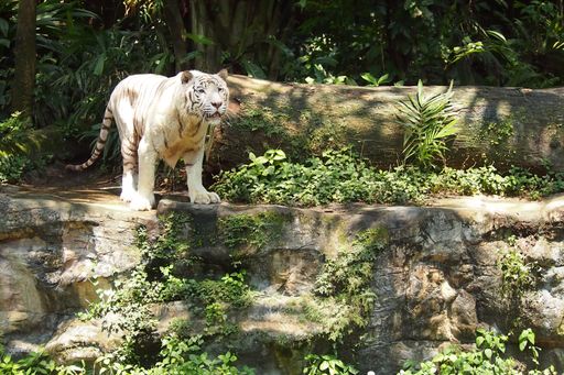 A closeup of a white tiger