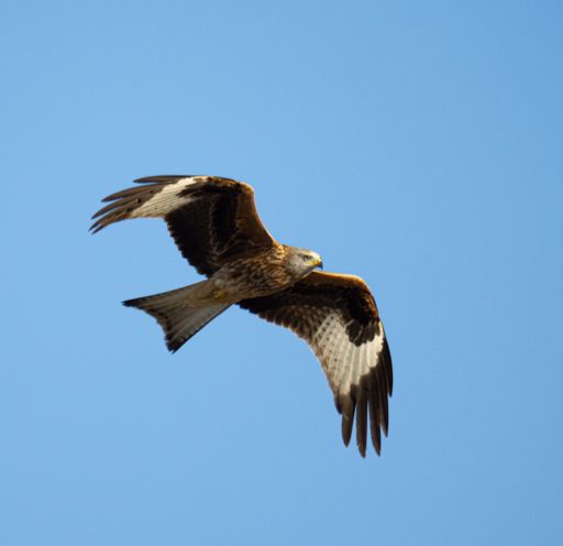 A scenic view of a Red Kite flying in the blue sky