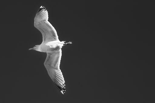 A beautiful shot a lonely seagull flying in the sky.