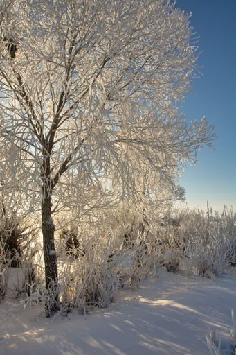 A vertical shot of leafless trees fully covered in snow in the daytime.