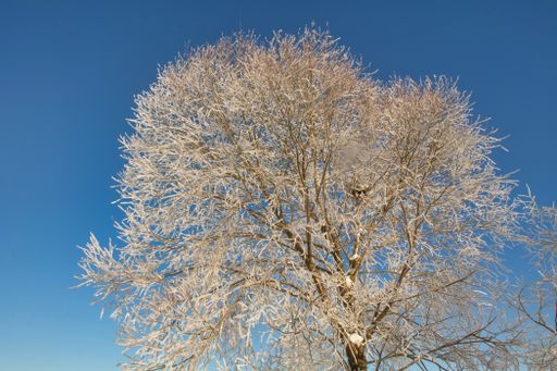 A low angle shot of trees covered in the frost under the sunlight and a blue sky