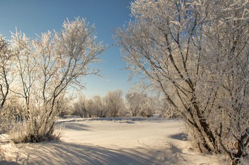 A beautiful shot of leafless trees fully covered in snow in the daytime.