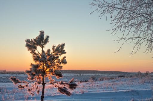 A beautiful shot of a little spruce shrub covered in snow on a sunset background.