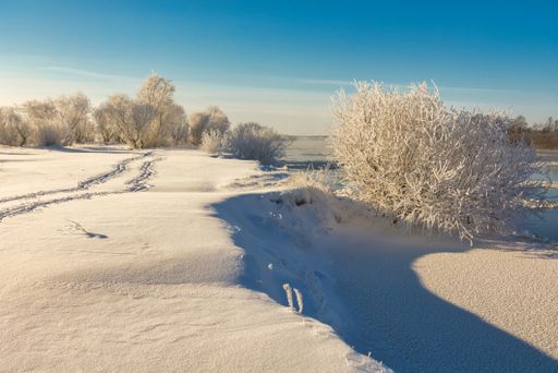 A beautiful shot of leafless trees fully covered in snow in the daytime.