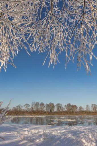 A beautiful shot of leafless trees covered in snow in the daytime.