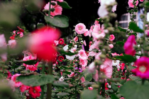 A closeup shot of beautiful pink hibiscus flowers growing in the field