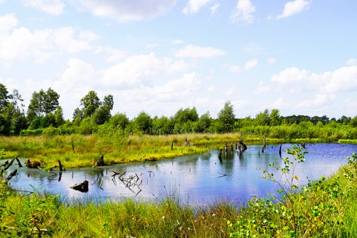 A beautiful shot of a bog in Diepholzer Moor nature reserve near Diepholz
