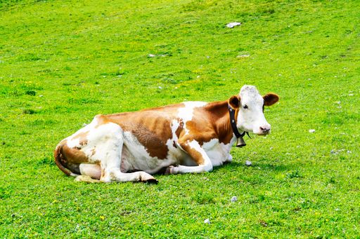 A photo of a cow with a cowbell on a mountain pasture in Hahnenkamm in Austria