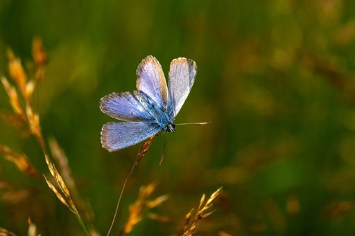 A close-up shot of a blue butterfly sitting on a plant.
