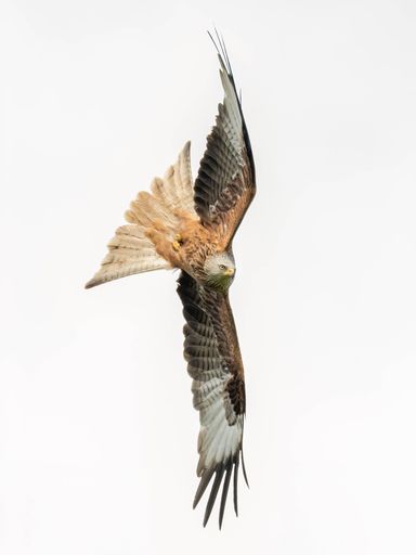 A closeup of a Red Kite bird captured in mid-flight in the sky of Scotland, United Kingdom